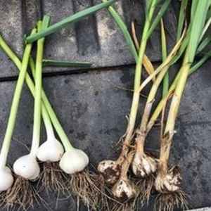 garlic