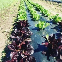 lettuce