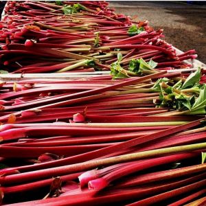 rhubarb