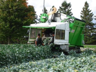 Brussels Sprouts Harvester