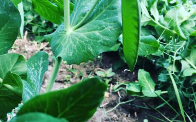 2025 – The Year of the Pea