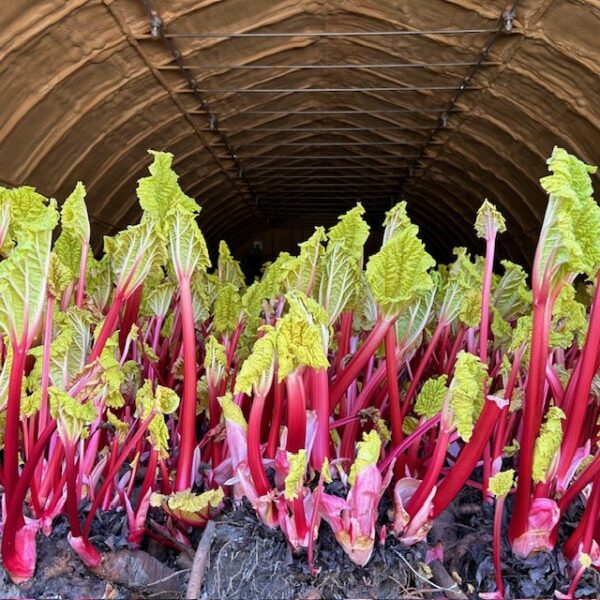 From the Field Workshop - Forced Rhubarb